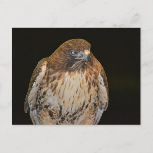 Postal Crafty Hawk
