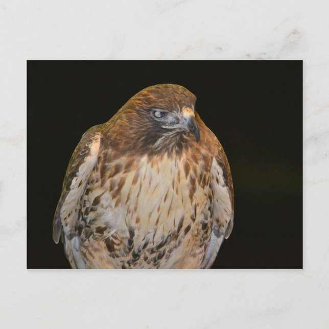 Postal Crafty Hawk (Anverso)