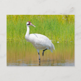 Postal Crana Wading Wading en Marsh