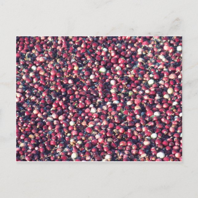 Postal Cranberries (Anverso)