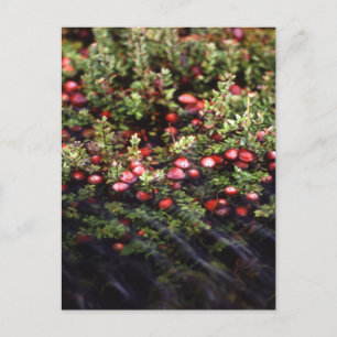 Postal Cranberry Bog