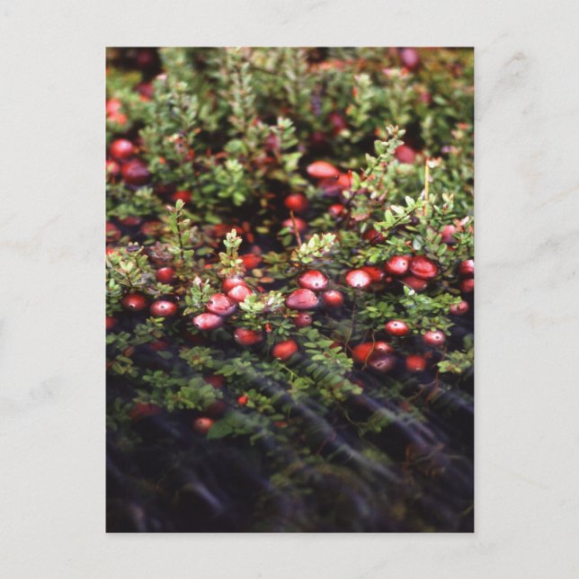 Postal Cranberry Bog (Anverso)