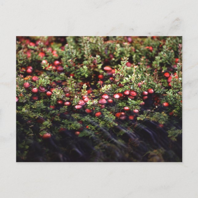 Postal Cranberry Bog (Anverso)