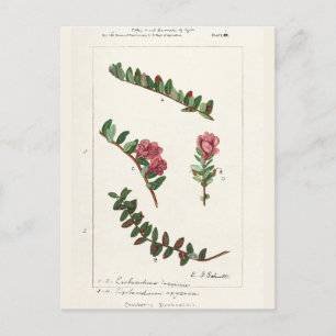 Postal Cranberry estadounidense (Vaccinium Macrocarpon)