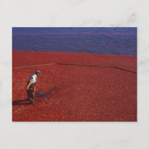 Postal Cranberry Harvest, Middleboro, MAMÁES, Estados Uni