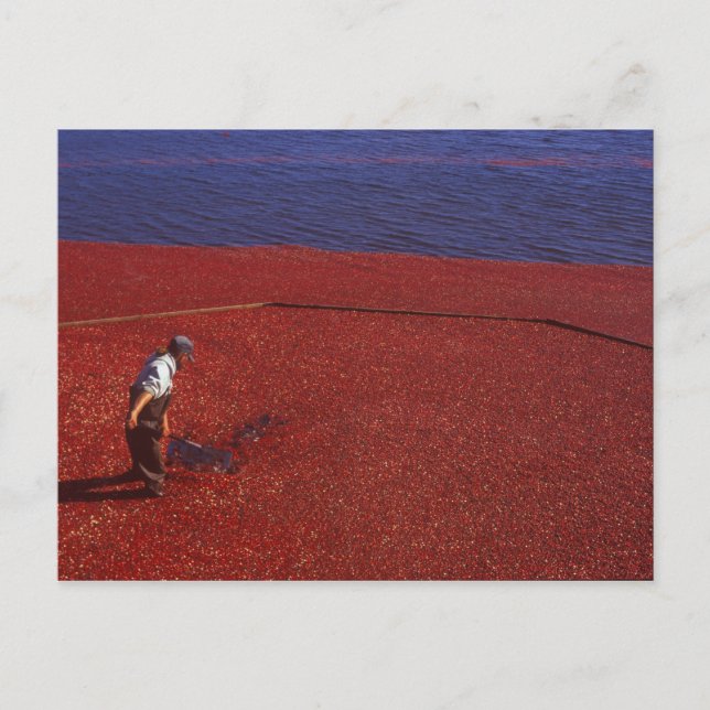 Postal Cranberry Harvest, Middleboro, MAMÁES, Estados Uni (Anverso)
