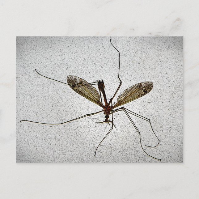 Postal Crane Fly (Anverso)