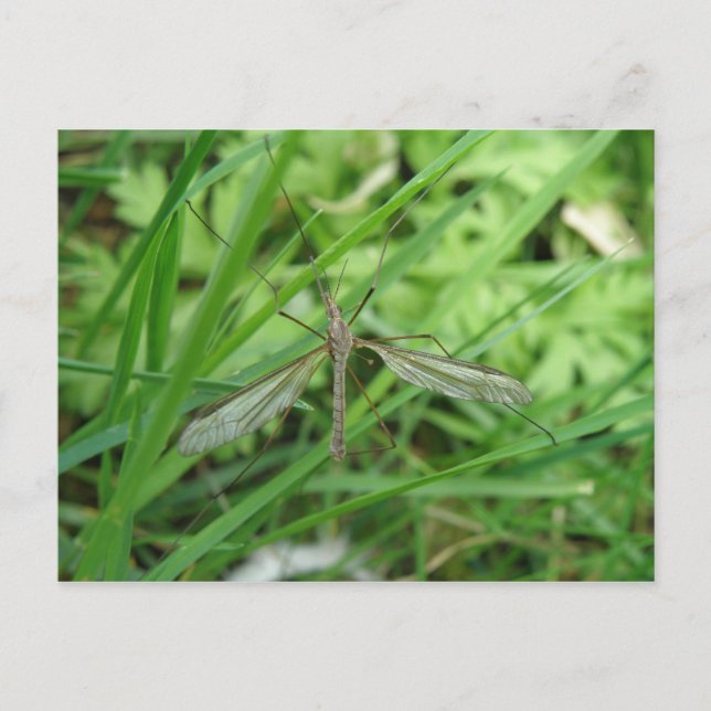Postal Crane Fly Postcard (Anverso)