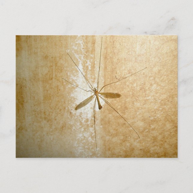 Postal Crane Fly Postcard (Anverso)