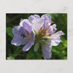 Postal Cranesbill Geraniums, Isla Unalaska