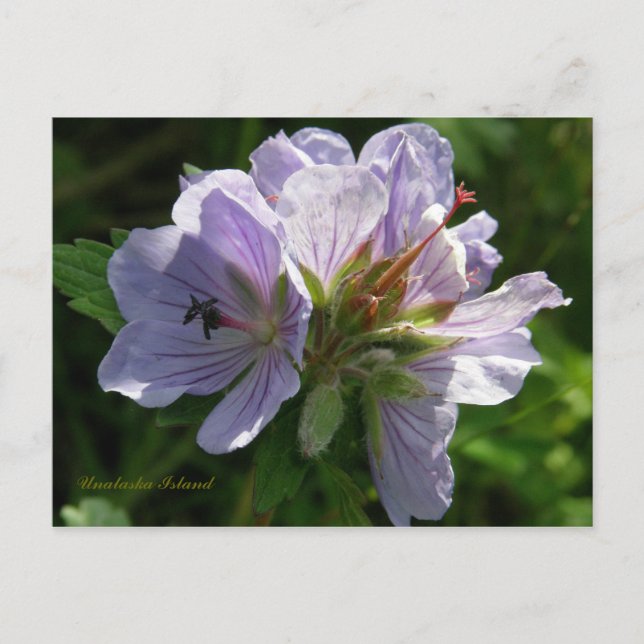 Postal Cranesbill Geraniums, Isla Unalaska (Anverso)