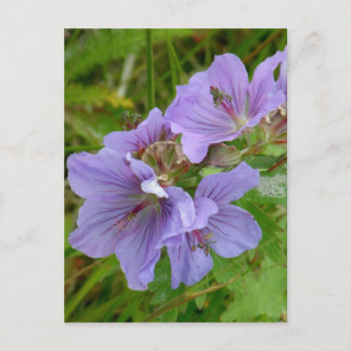 Postal Cranesbill Geraniums, Isla Unalaska