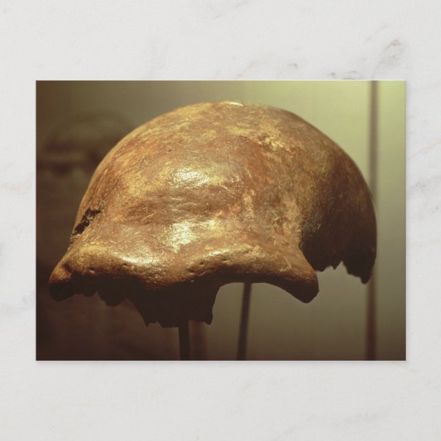 Postal Cranio de un neandertal (Anverso)
