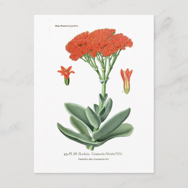 Postal Crassula falcata (Anverso)