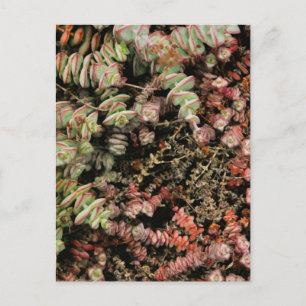 Postal Crassula perforata