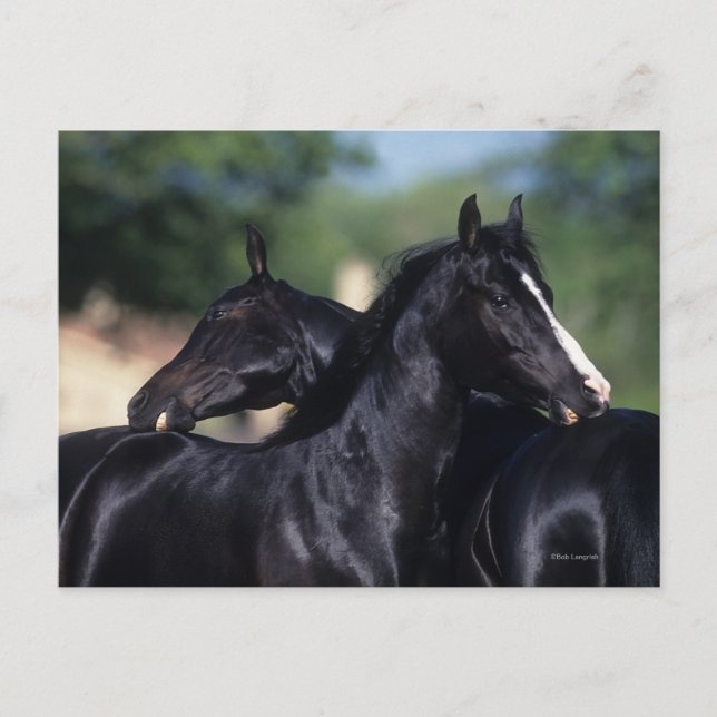 Postal Crata de caballo árabe (Anverso)