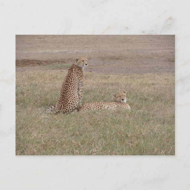 Postal Cráter de Cheetahs-Ngorongoro (Anverso)
