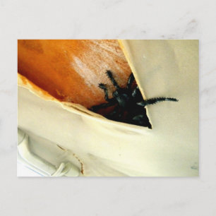 Postal Crawler incrédulo