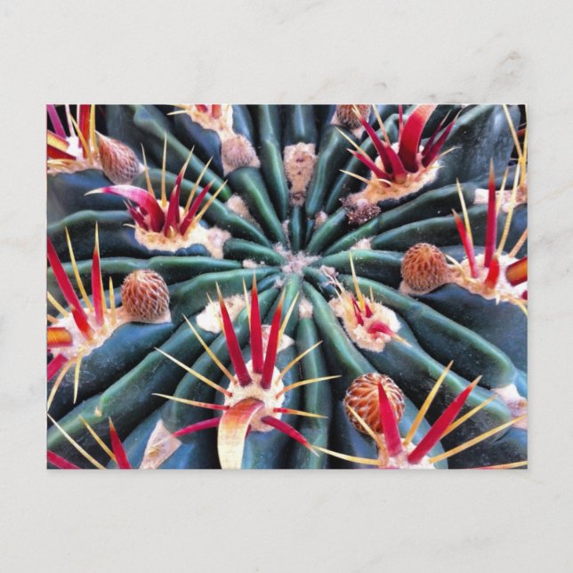 Postal Crazy Cactus Postcard (Anverso)