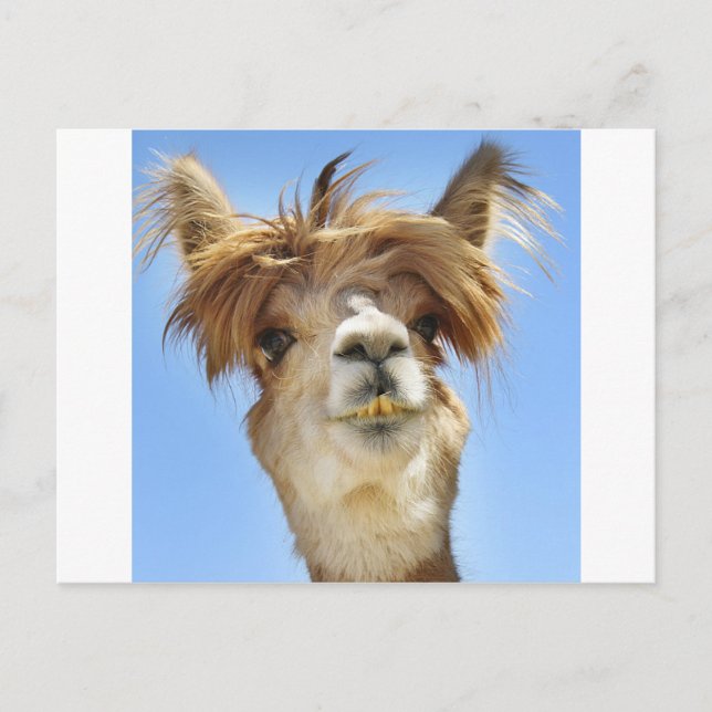 Postal Crazy Hair Alpaca (Anverso)
