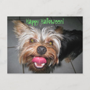 Postal Crazy Jasper ~ Postcard