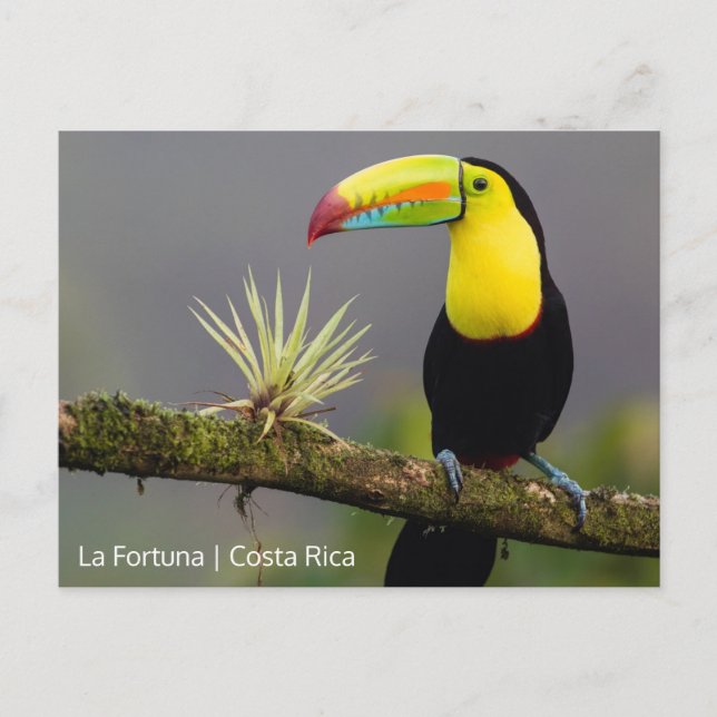 Postal Crea tu propia foto en Costa Rica (Anverso)