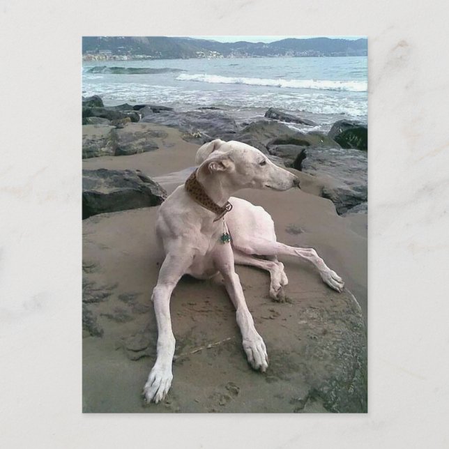 Postal Cream Greyhound Puppy Dog Blank notecard (Anverso)