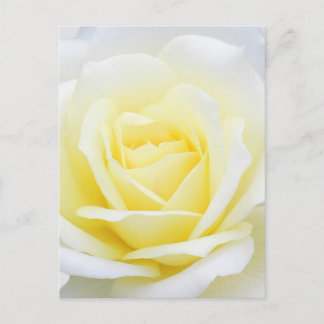 Postal Creamy rosa