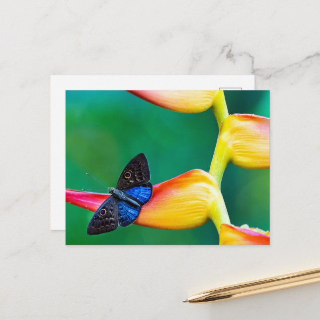 Postal Crear su propia plantilla de fotos Personalizado p