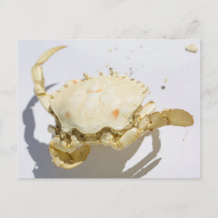 Postal Creatividad de la cubierta del cangrejo marino