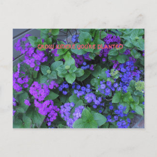 Postal crecer donde estás plantado