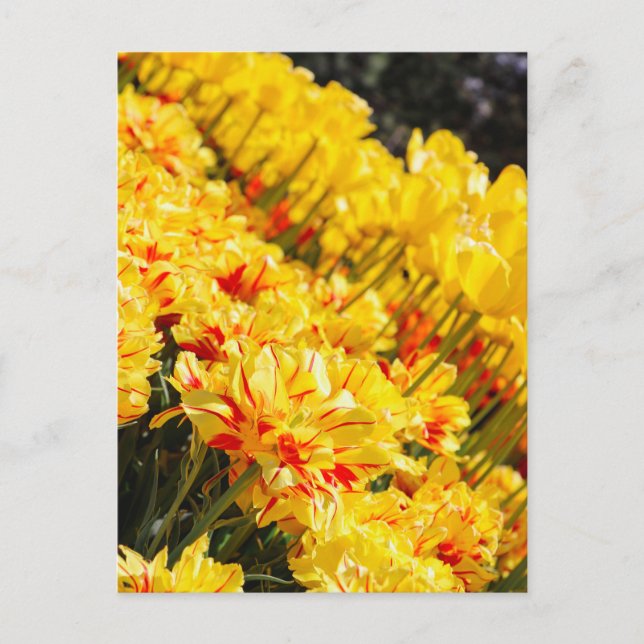 Postal Crecer en oro (Anverso)