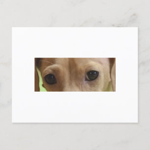 Postal crema de ojos dachshund