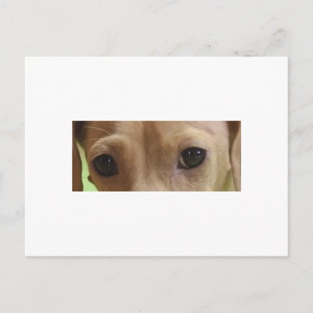 Postal crema de ojos dachshund (Anverso)