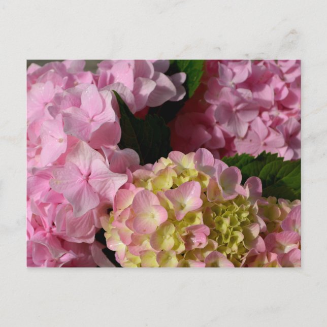 Postal Crema rosa Hydrangeas amarillo rosa verde floral (Anverso)