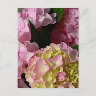Postal Crema rosa Hydrangeas amarillo rosa verde floral