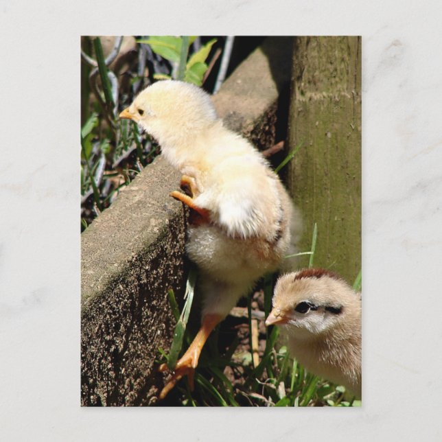 Postal Creo que puedo (Anverso)