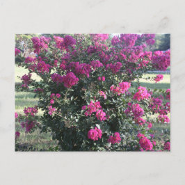 Postal Crepe Myrtle