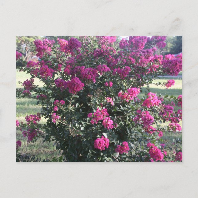 Postal Crepe Myrtle (Anverso)