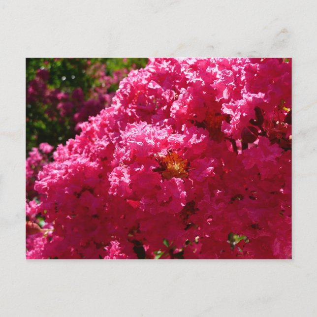 Postal Crepe Myrtle Tree Magenta Floral (Anverso)