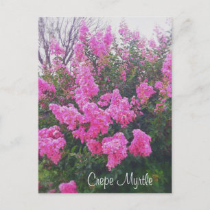 Postal Crepe rosa Myrtle Naturaleza Foto con texto