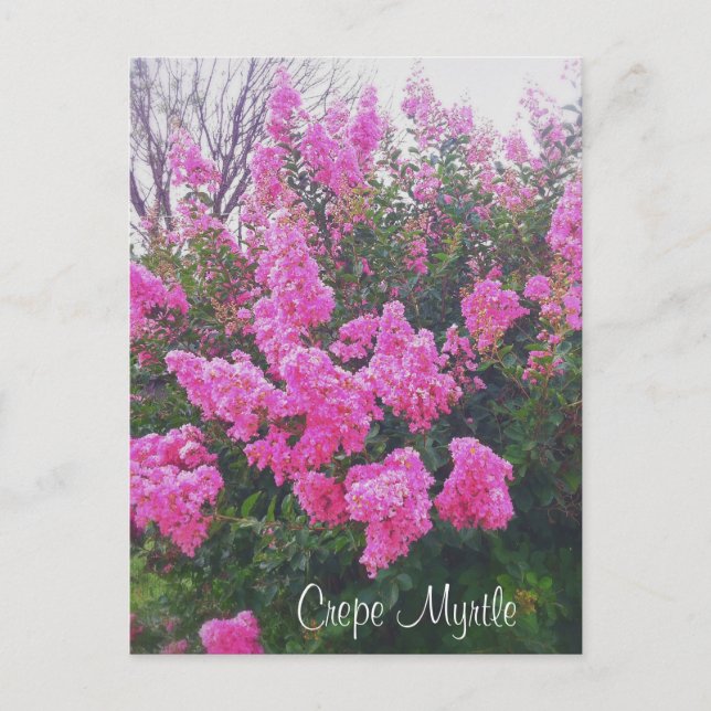 Postal Crepe rosa Myrtle Naturaleza Foto con texto (Anverso)