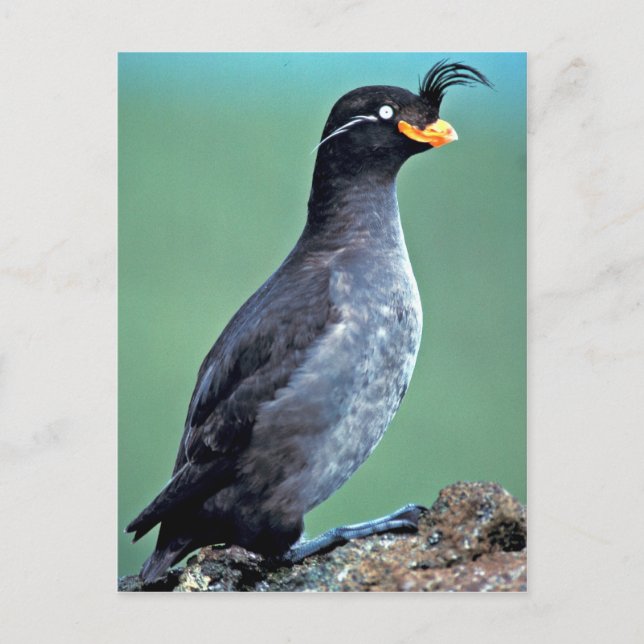 Postal Crested Auklet, isla de Kiska, Alaska (Anverso)