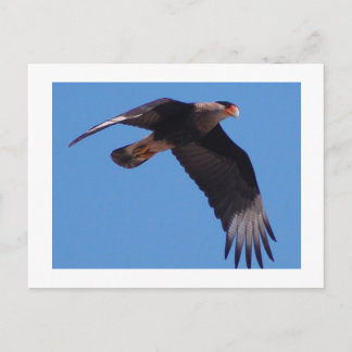 Postal Crested Caracara