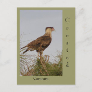 Postal Crested Caracara