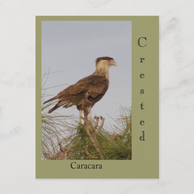 Postal Crested Caracara (Anverso)