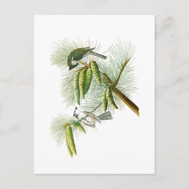 Postal Crested Titmouse John James Audubon Birds America (Anverso)
