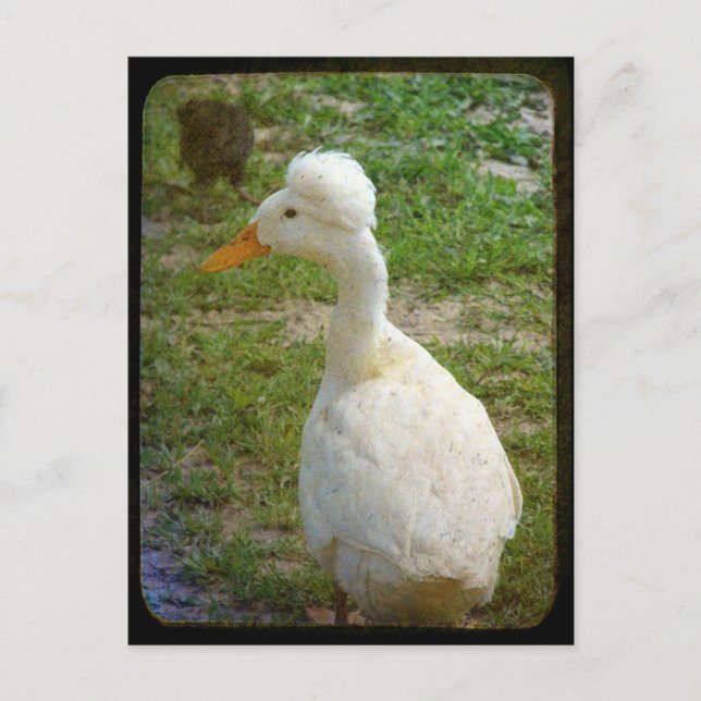 Postal Crestie (Anverso)