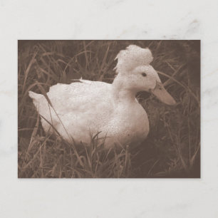 Postal Crestie el pato reposado