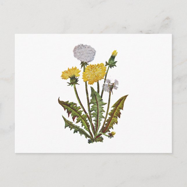 Postal Crewel Embroidered Golden Dandy Lions (Anverso)